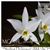 L. anceps var. alba 'Sterling Dickinson' AM/AOS