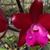 Lc. Sagarik Wax ‘African Queen’ AM/AOS    (Lc. Natrasiri Doll x C. Thospol Spot),