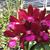 Lc. Sagarik Wax ‘African Queen’