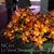 Lc. Varut Startrack 'Golden Tiger'  (Lc. Netrasiri Doll x C. Landate)