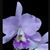 Blc. Lois McNeil 'Ace' AM/AOS (Blc. Victoria x C. Portiata)
