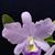 Blc. Lois McNeil 'Ace' AM/AOS (Blc. Victoria x C. Portiata)