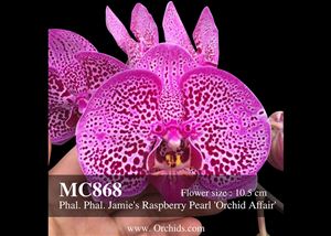 Phal. Jamie&#39;s Raspberry Pearl &#39;Orchid Affair&#39;  (Chain Xen Pearl &#39;Ming Ho&#39; AM.AOS x Norman&#39;s Stripes &#39; Monte Vista &#39;)
