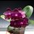 Phal. I-Hsin Spot Eagle 'Montclair' AM/AOS (Ta-Lin Spot x Black Eagle)