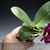 Phal. I-Hsin Spot Eagle 'Montclair' AM/AOS (Ta-Lin Spot x Black Eagle)