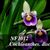 Cochleanthes. discolor  