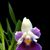 Cochleanthes. discolor  