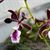  Enc. Shinfong Happy  (Shinfong Smile x cordigera)