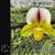 Paph. (Golden Future 'Canary'  x spicerianum 'Model' )