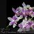 Phal. Hiroshima Tetratris (speciosa var alba x equestris)