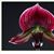 Paph. American Beauty (Black Rook 'Grace' B/CSA x Black Buddha 'Ontario' HCC/AOS)