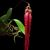 Bulbophyllum habrotinum  ('Boreno Queen' x 'Red Ribbon')