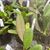 Bulbophyllum habrotinum  ('Boreno Queen' x 'Red Ribbon')