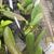 Bulbophyllum habrotinum  ('Boreno Queen' x 'Red Ribbon')