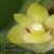 Den. indivisum 