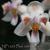 Phal. celebensis (celebensis 'Marble Leaves' x celebensis 'floribunda')