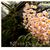 Den. thyrsiflorum 'note : Specimen Plant with 8-12 Canes !'  ( x ) 