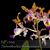 Schom. thomsoniana
