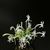 Neof. falcata var. Amami  ( x )