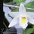 Dendrobium crumenatum 