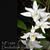 Dendrobium crumenatum 