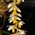 Dendrochilum cobbianum
