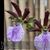 Zygo. triste (triste ' Brazil Treat ' x triste ' Sweet Fragrance')