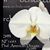 Phal. American Dreams (Norman's Mist ' Montclair' SM/16WOC x Yukimai 'Full Moon')