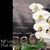 Phal. American Dreams (Norman's Mist ' Montclair' SM/16WOC x Yukimai 'Full Moon')