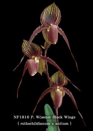 Paph. Wossner Black Wing  (rothschildianum &#39; Rex &#39; FCC/AOS x anitum &#39; Red &quot;)
