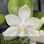 Phal. Jennifer Palermo (alba) (violacea var. alba x tetraspis var alba )