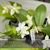 Phal. Jennifer Palermo (alba) (violacea var. alba x tetraspis var alba )