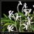 Neof. falcata  (falcata ' Crystal Palace ' AM/AOS x falcata ' White Tara')