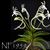 Neof. falcata  (falcata ' Crystal Palace ' AM/AOS x falcata ' White Tara')