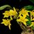 Den. trigonopus  ( x )