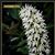 Den. speciosum var. pedunculatum  ( x )
