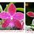 Phal. Sarah Waddoups  (Norman's Green Jewel x gigantea var alba)