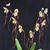 Paph. philippinense ' Miao Hua' SM/TPS x self)