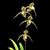 Paph. Gemstone's Randschild (rothschildianum ' x randsii)