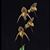 Paph. Gemstone's Randschild (rothschildianum ' x randsii)