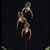 Paph. Gemstone's Randschild (rothschildianum ' x randsii)