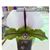 Paph. spicerianum  (spicerianum ' St. Albans' AM/AOS x spicerianum ' Model')