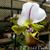 Paph. spicerianum  (spicerianum ' St. Albans' AM/AOS x spicerianum ' Model')