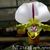 Paph. spicerianum  (spicerianum ' St. Albans' AM/AOS x spicerianum ' Model')