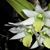 Den. scabrilingue  ( x )