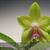 Phal. Norman's Happy Jewel  (Chienlung Happy Queen x Chienlung Jewel Queen)