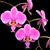 Phal. schilleriana  fma purpurata  (schilleriana ' La Flora' x  ' Purpurata ' MA'#2' AM/AOS)