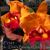 Rlc . (Rlc Duh's Beauty x Rlc. Duh's Treasure)