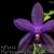 Phal. YangYang Blue Angel ( YangYang Blueberry x bellina var indigo ) 