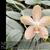 Phal. Norman's Silver Maiden  (Silvery Angels ' Plantium' x gigantea ' Red ') 